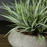 Vanilla Grass in a Grey Bowl RTfact Flowers 
