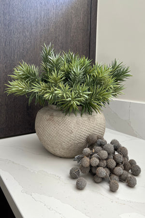 Spiky Succulents in a Stone Lattice Pot