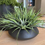 Vanilla Grass in a Matt Black Bowl RTfact Flowers 