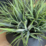 Vanilla Grass in a Matt Black Bowl RTfact Flowers 