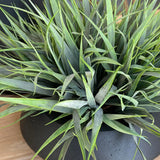 Vanilla Grass in a Matt Black Bowl RTfact Flowers 
