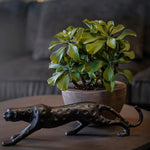 Succulents in a Sand blasted Terracotta stone Pot RTfact Flowers 