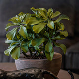 Succulents in a Sand blasted Terracotta stone Pot RTfact Flowers 