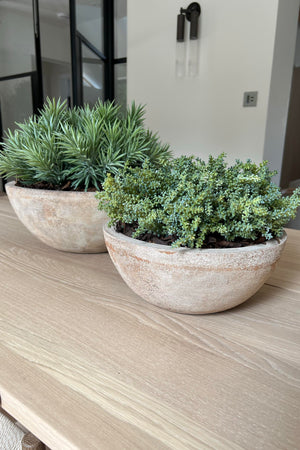 Mini Succulent in a Sandblasted Stone Terracotta Bowl