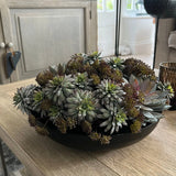 Succulents and Angelica in a Black Metal Bowl RTfact Flowers 