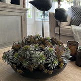 Succulents and Angelica in a Black Metal Bowl RTfact Flowers 