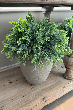 Ruscus in a Large Stone Pot