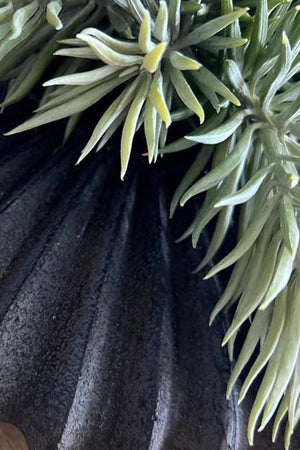 Spiky Succulents in a Black Ridged Vase