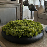 Curly Moss in a Black Wooden Bowl RTfact Flowers 