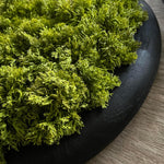 Curly Moss in a Black Wooden Bowl RTfact Flowers 