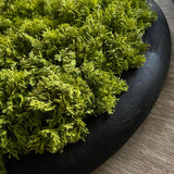 Curly Moss in a Black Wooden Bowl RTfact Flowers 