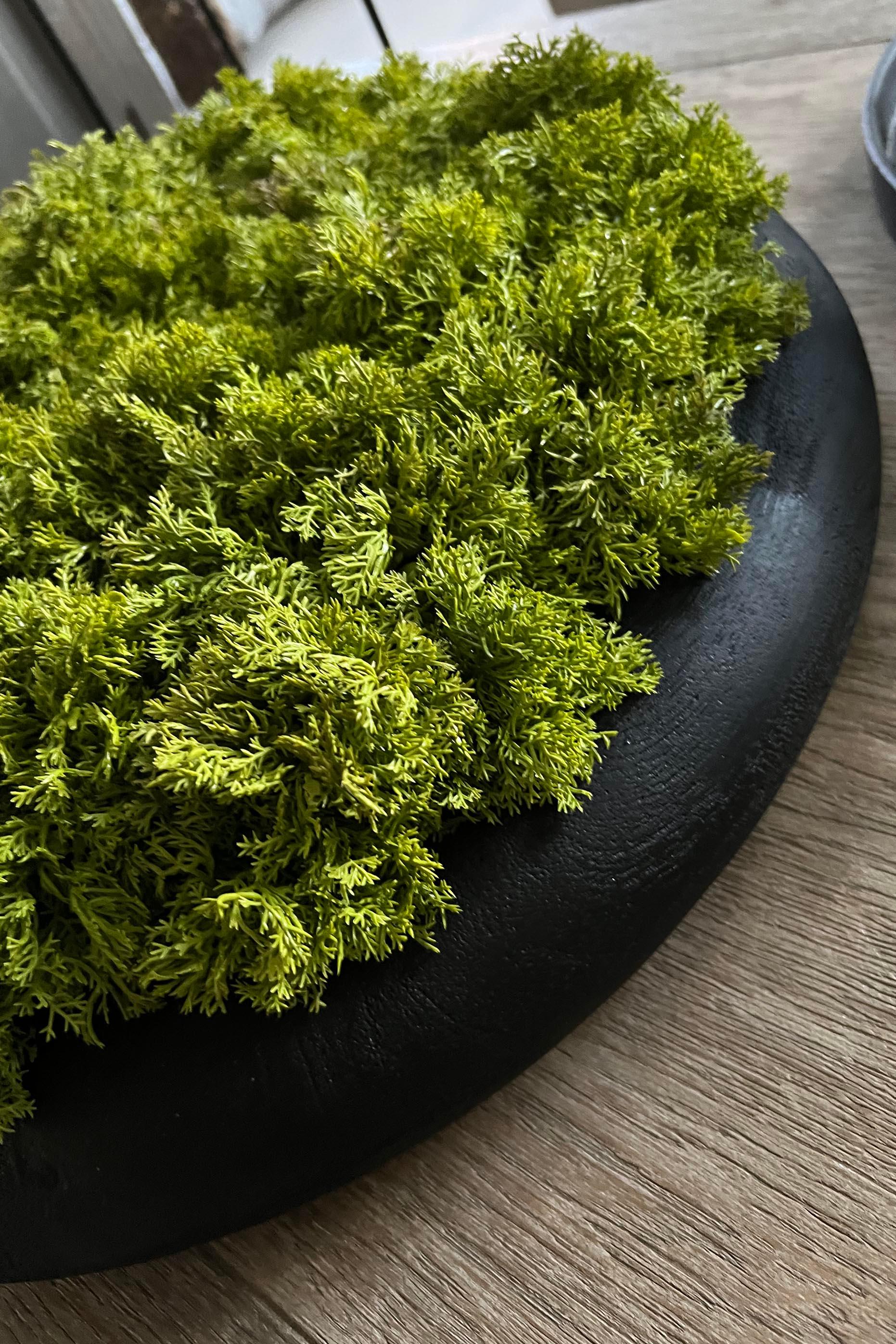 Curly Moss in a Black Wooden Bowl RTfact Flowers 