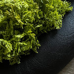 Curly Moss in a Black Wooden Bowl RTfact Flowers 
