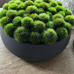 Dianthus in a Grey Stone Bowl RTfact Flowers 