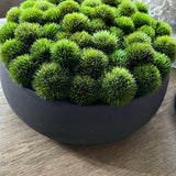 Dianthus in a Grey Stone Bowl RTfact Flowers 