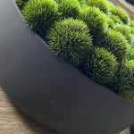 Dianthus in a Grey Stone Bowl RTfact Flowers 