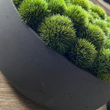 Dianthus in a Grey Stone Bowl RTfact Flowers 