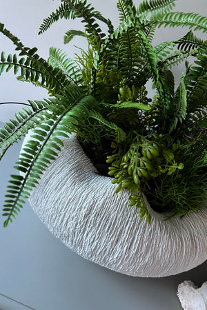 Fern in a White textured Bowl