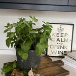 Basil in a Grey Stone Pot RTfact Flowers 