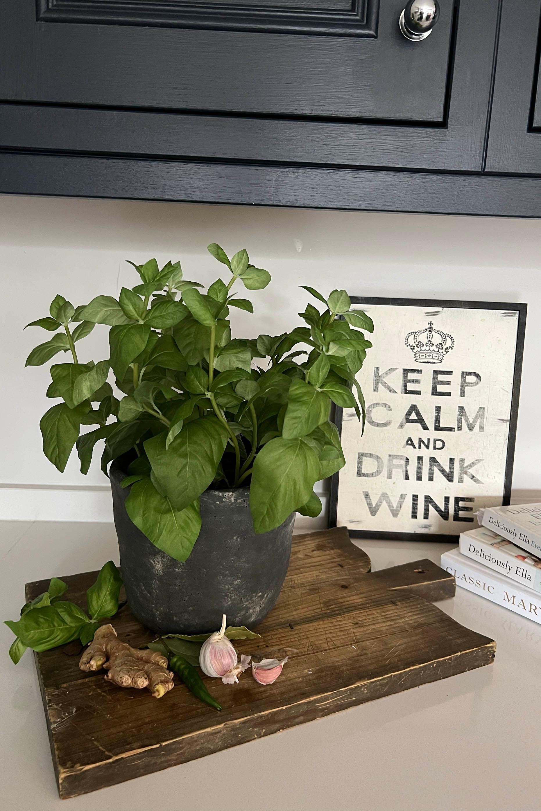 Basil in a Grey Stone Pot RTfact Flowers 