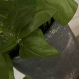 Basil in a Grey Stone Pot RTfact Flowers 