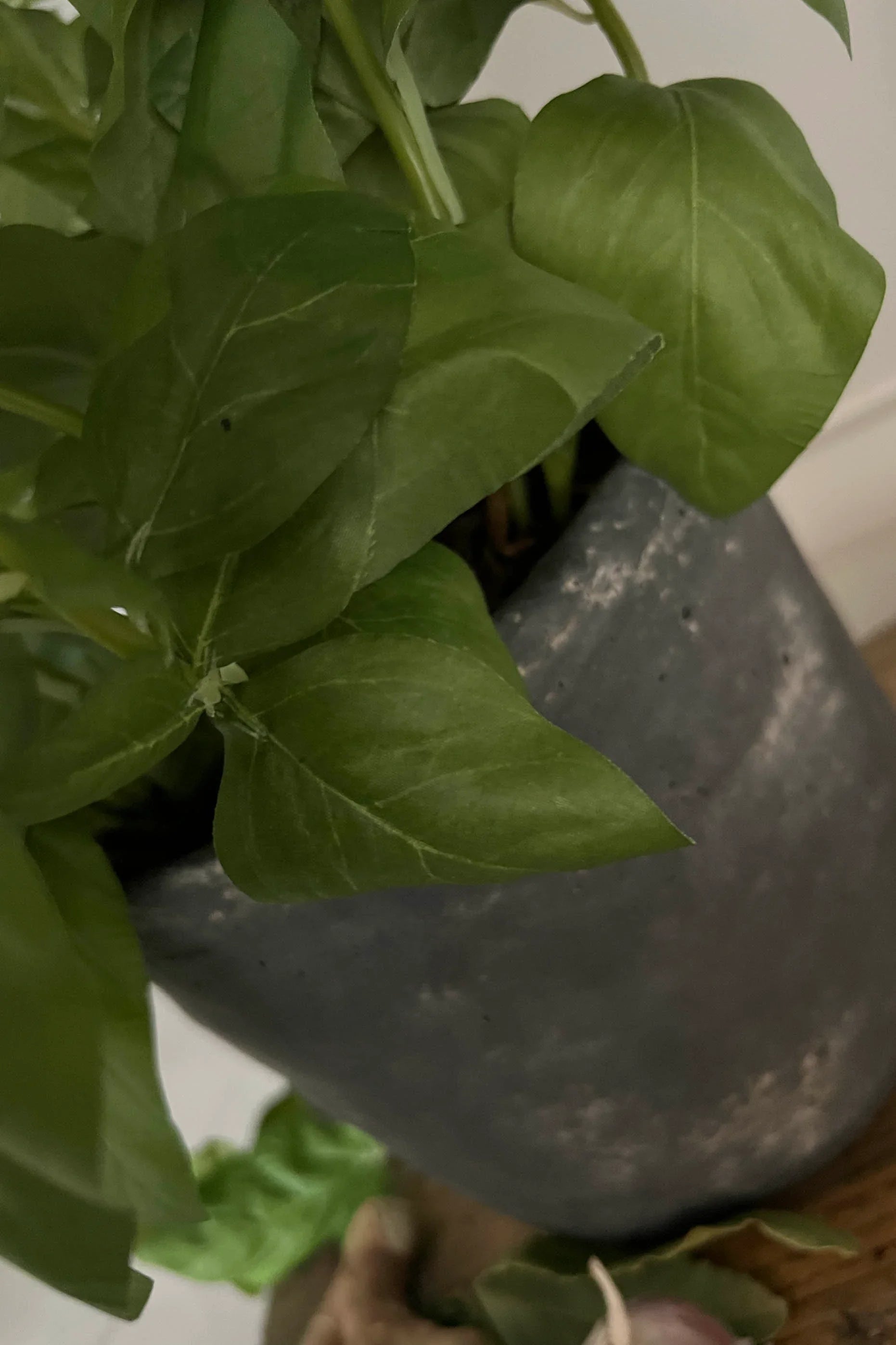 Basil in a Grey Stone Pot RTfact Flowers 