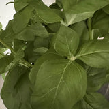 Basil in a Grey Stone Pot RTfact Flowers 