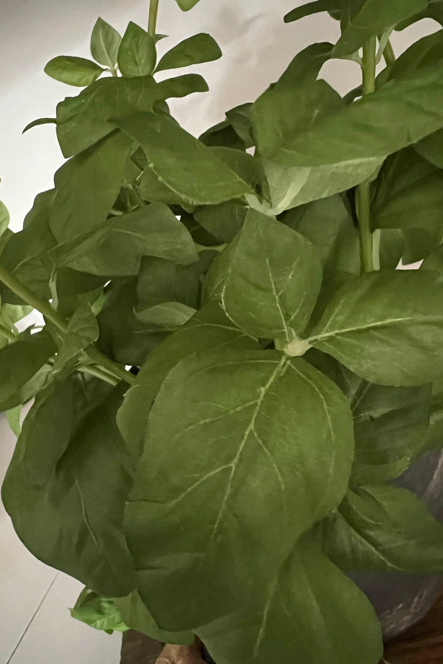 Basil in a Grey Stone Pot RTfact Flowers 