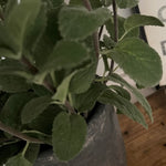 Mint in a Grey Stone Pot RTfact Flowers 