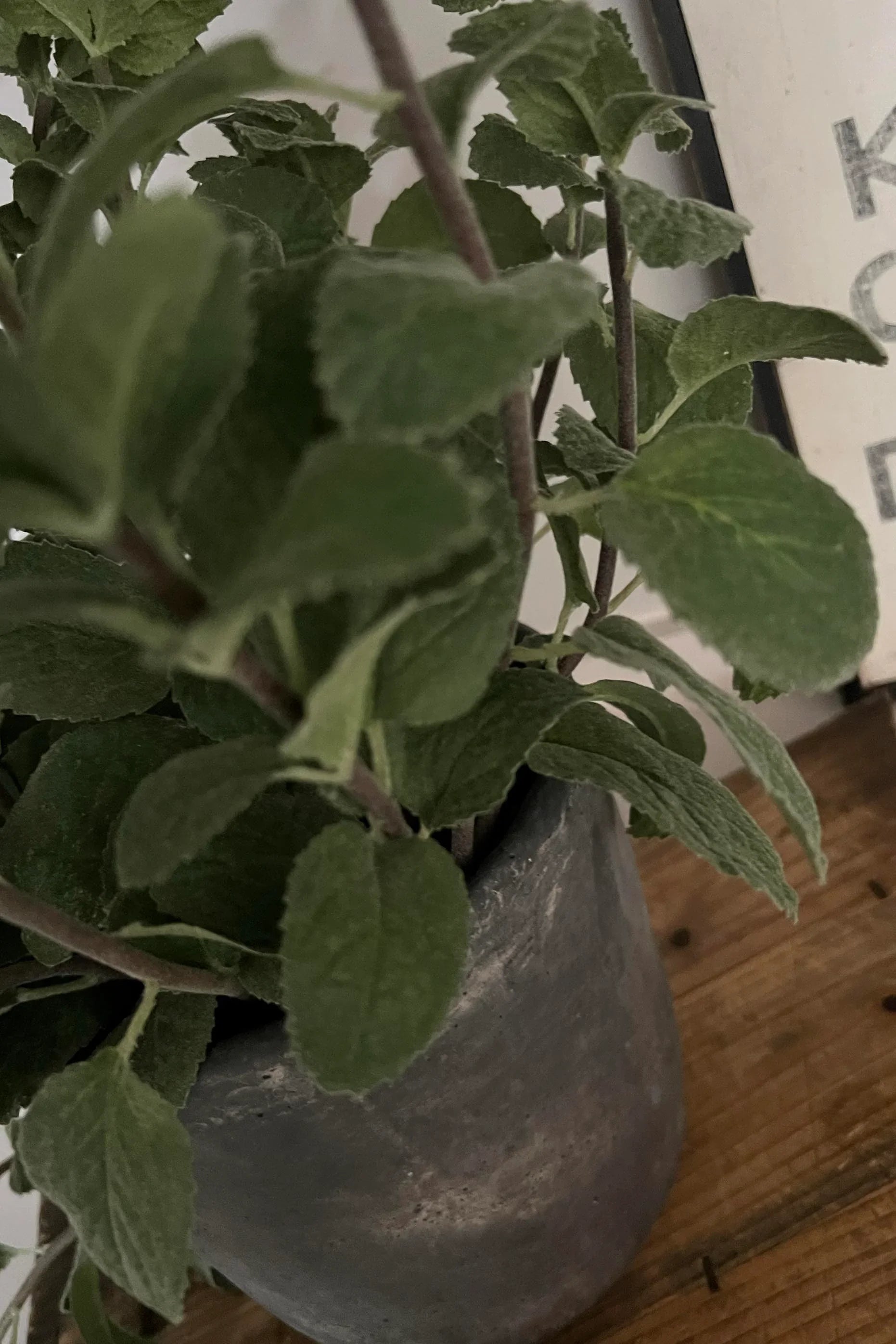 Mint in a Grey Stone Pot RTfact Flowers 
