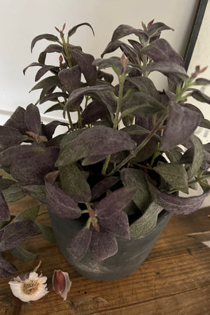 Purple Sage in a Grey Stone Pot