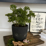 Parsley in a Grey Stone Pot RTfact Flowers 