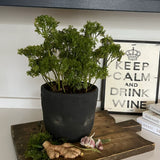 Parsley in a Grey Stone Pot RTfact Flowers 