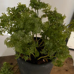 Parsley in a Grey Stone Pot RTfact Flowers 