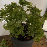 Parsley in a Grey Stone Pot RTfact Flowers 