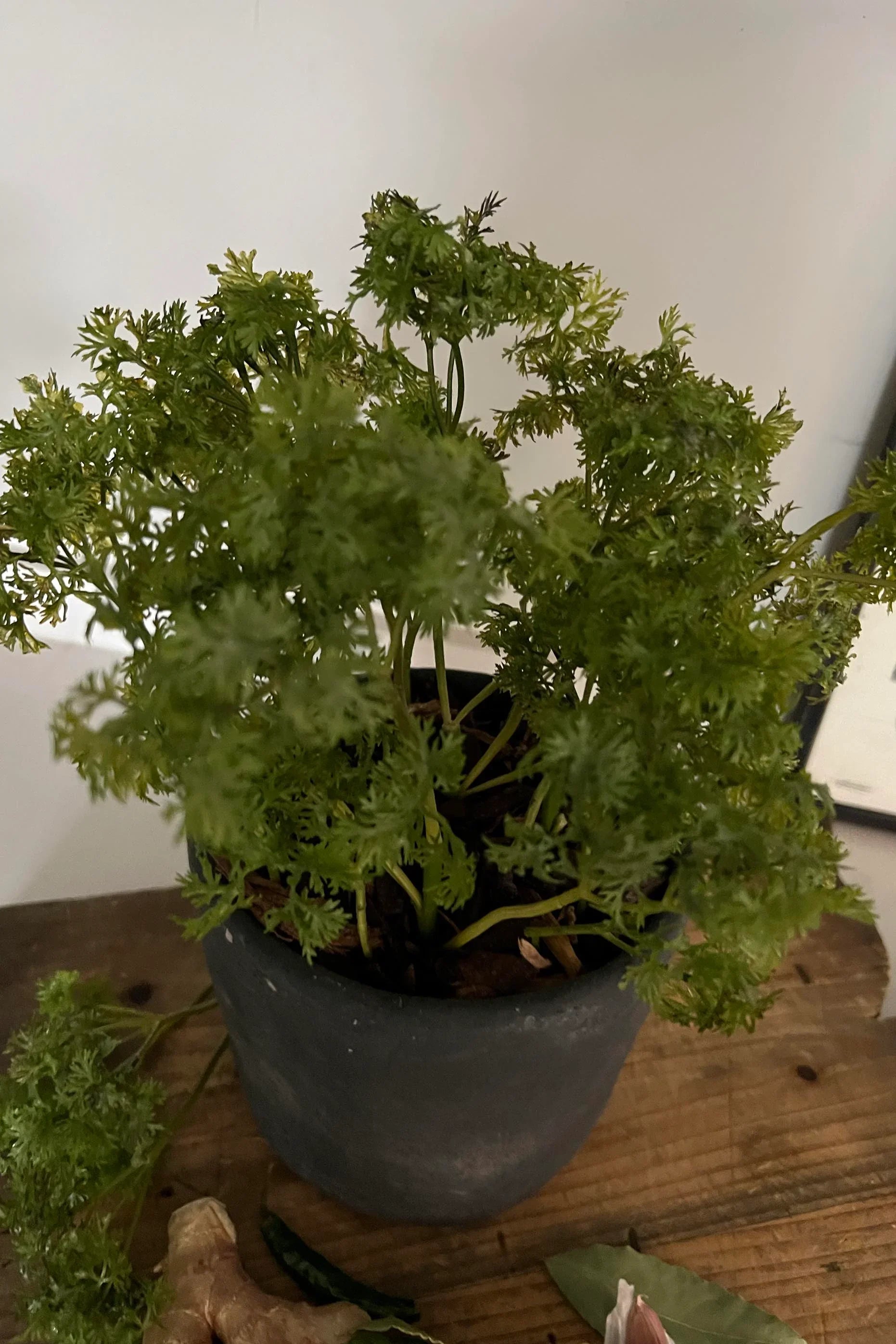 Parsley in a Grey Stone Pot RTfact Flowers 