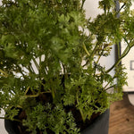 Parsley in a Grey Stone Pot RTfact Flowers 