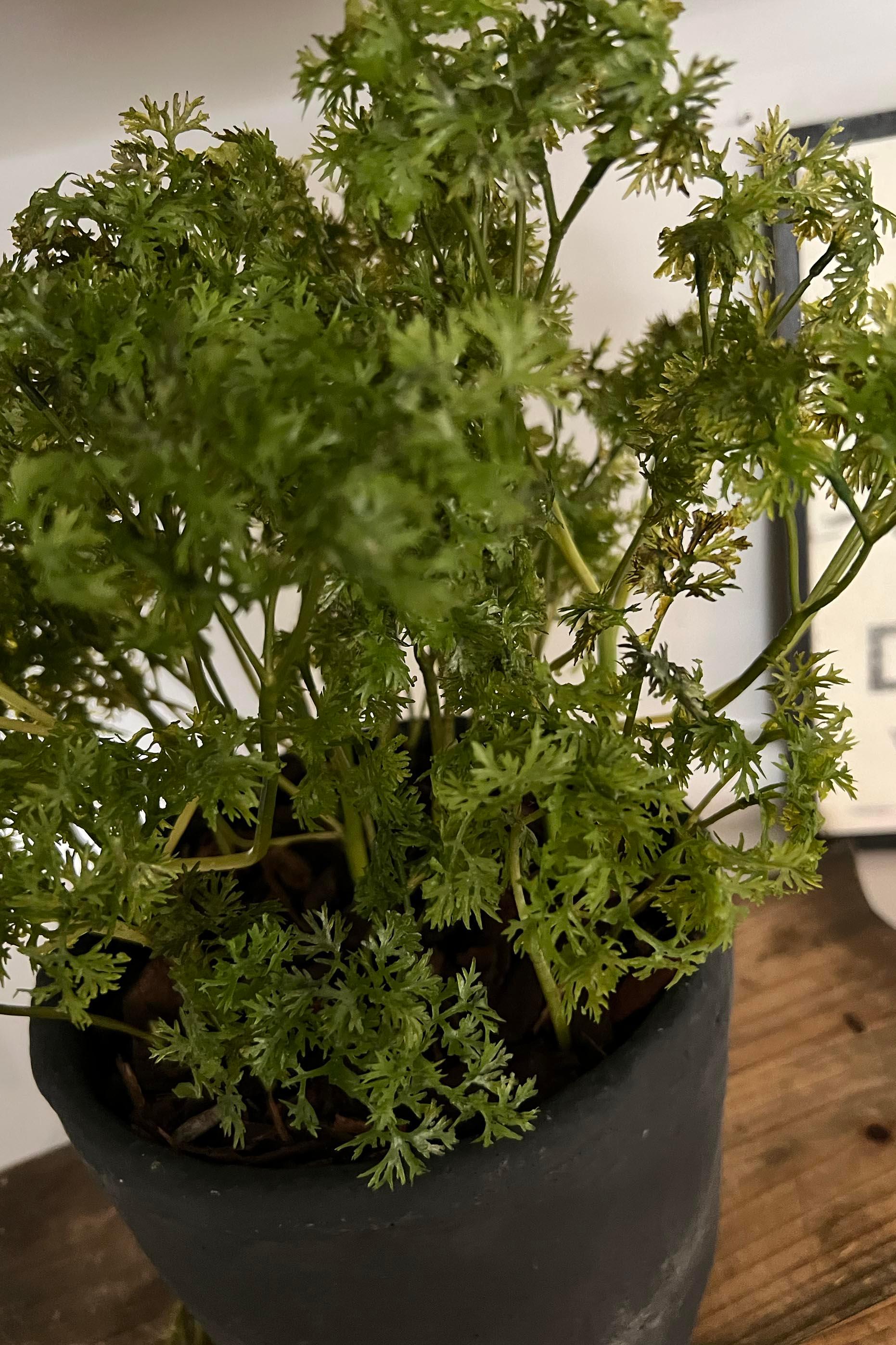 Parsley in a Grey Stone Pot RTfact Flowers 