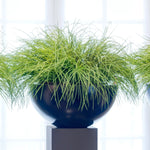 Grasses in a Large Black Matt Bowl RTfact Flowers 
