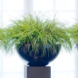 Grasses in a Large Black Matt Bowl RTfact Flowers 