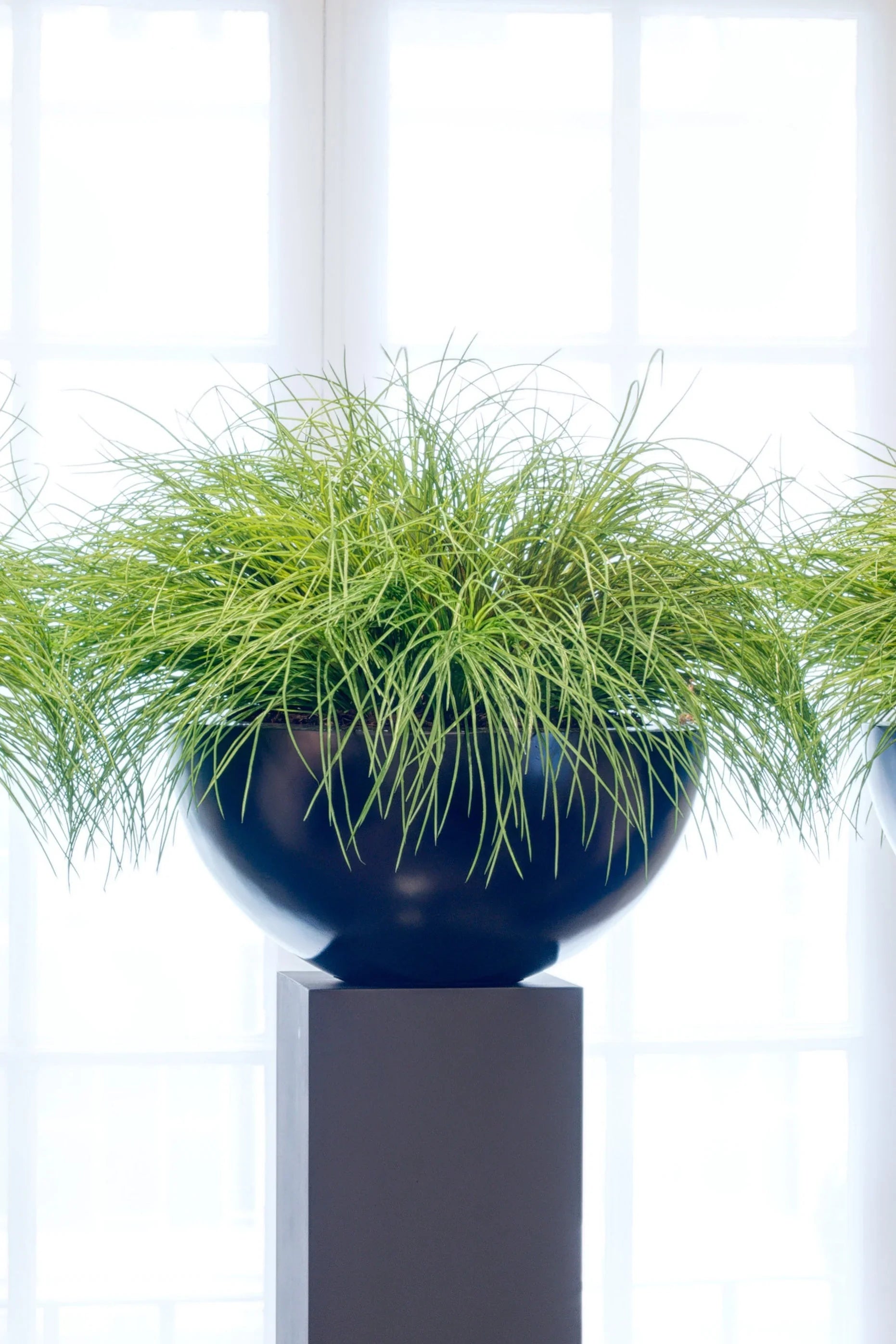 Grasses in a Large Black Matt Bowl RTfact Flowers 