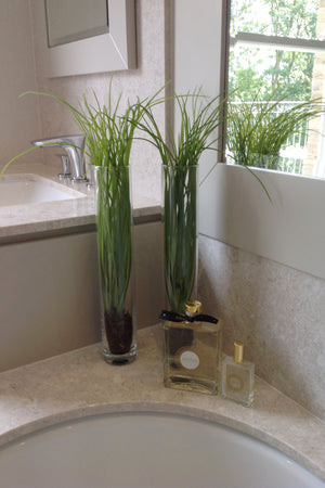 Grasses in a Glass Cylinder