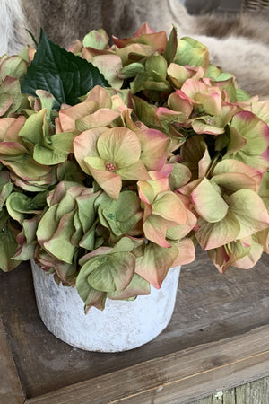 Hydrangeas in a Lime Washed Stone Pot (Coral/Green)