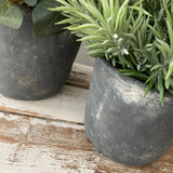 Eucalyptus and Spiky Succulent in a Grey Stone Pot RTfact Flowers 