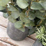 Eucalyptus and Spiky Succulent in a Grey Stone Pot RTfact Flowers 