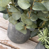 Eucalyptus and Spiky Succulent in a Grey Stone Pot RTfact Flowers 