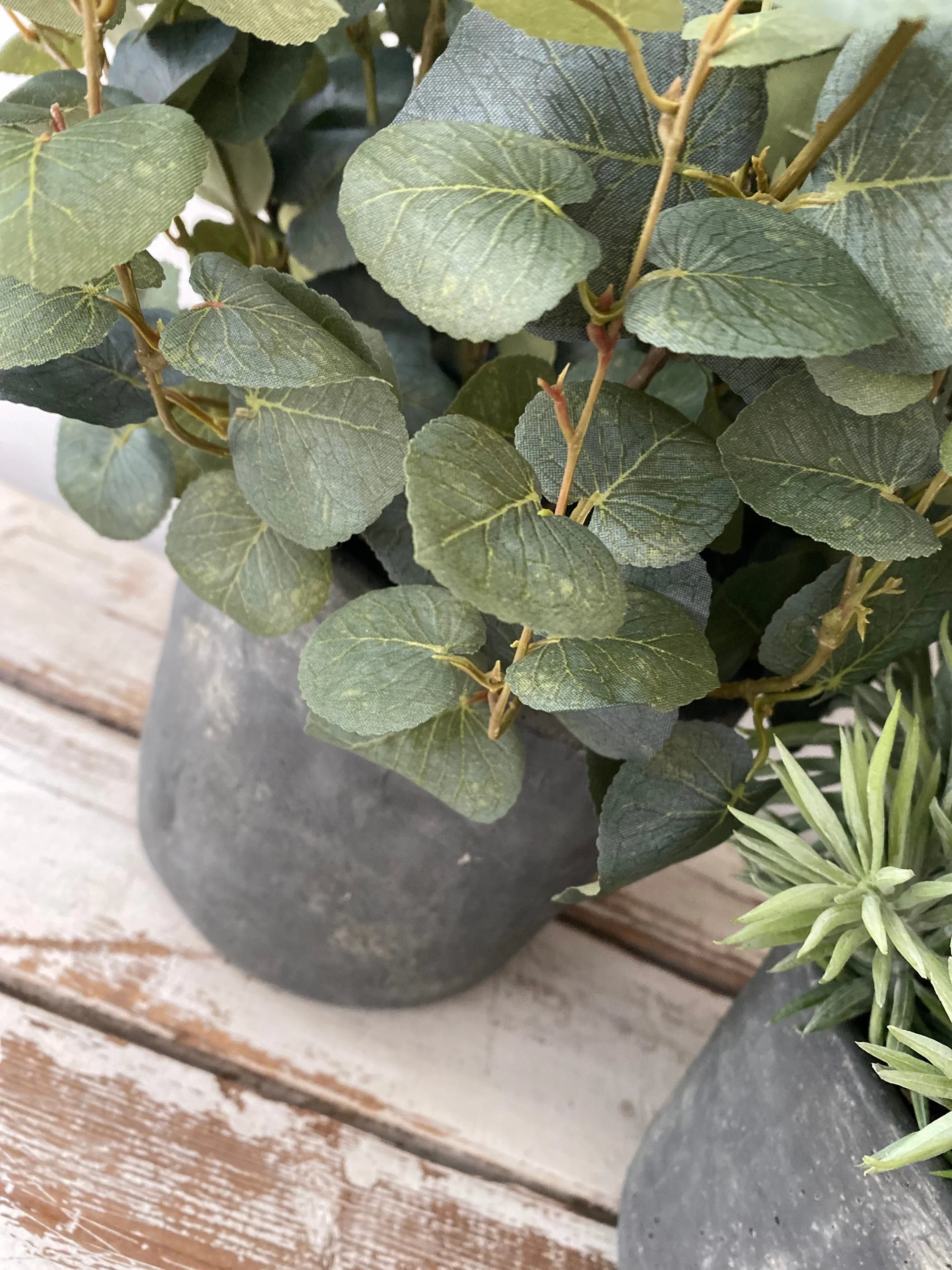 succulent that looks like eucalyptus Eucalyptus and Spiky Succulent in a Grey Stone Pot – RTfact Flowers