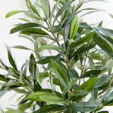Mini Olive Tree in a Stone Pot RTfact Flowers 