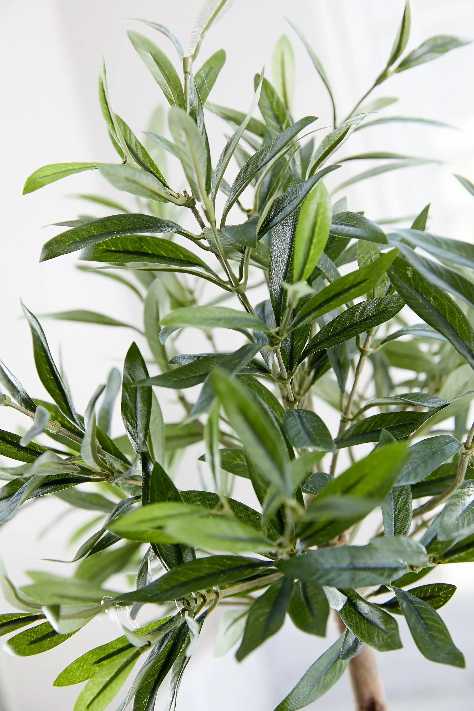 Mini Olive Tree in a Stone Pot RTfact Flowers 