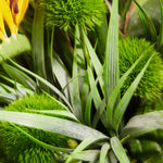 Tropical Birds of Paradise and Dianthus in a Glass Cube RTfact Flowers 